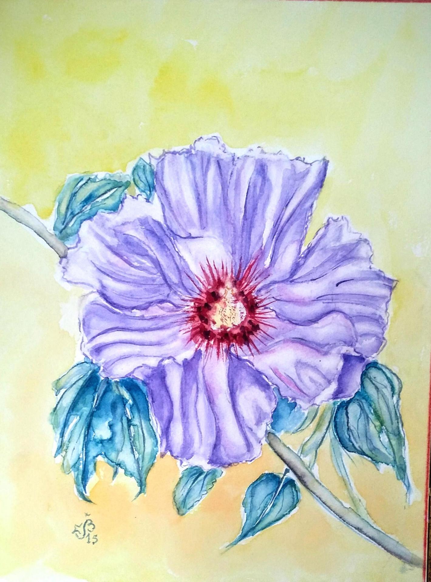 Hibiscus bleu