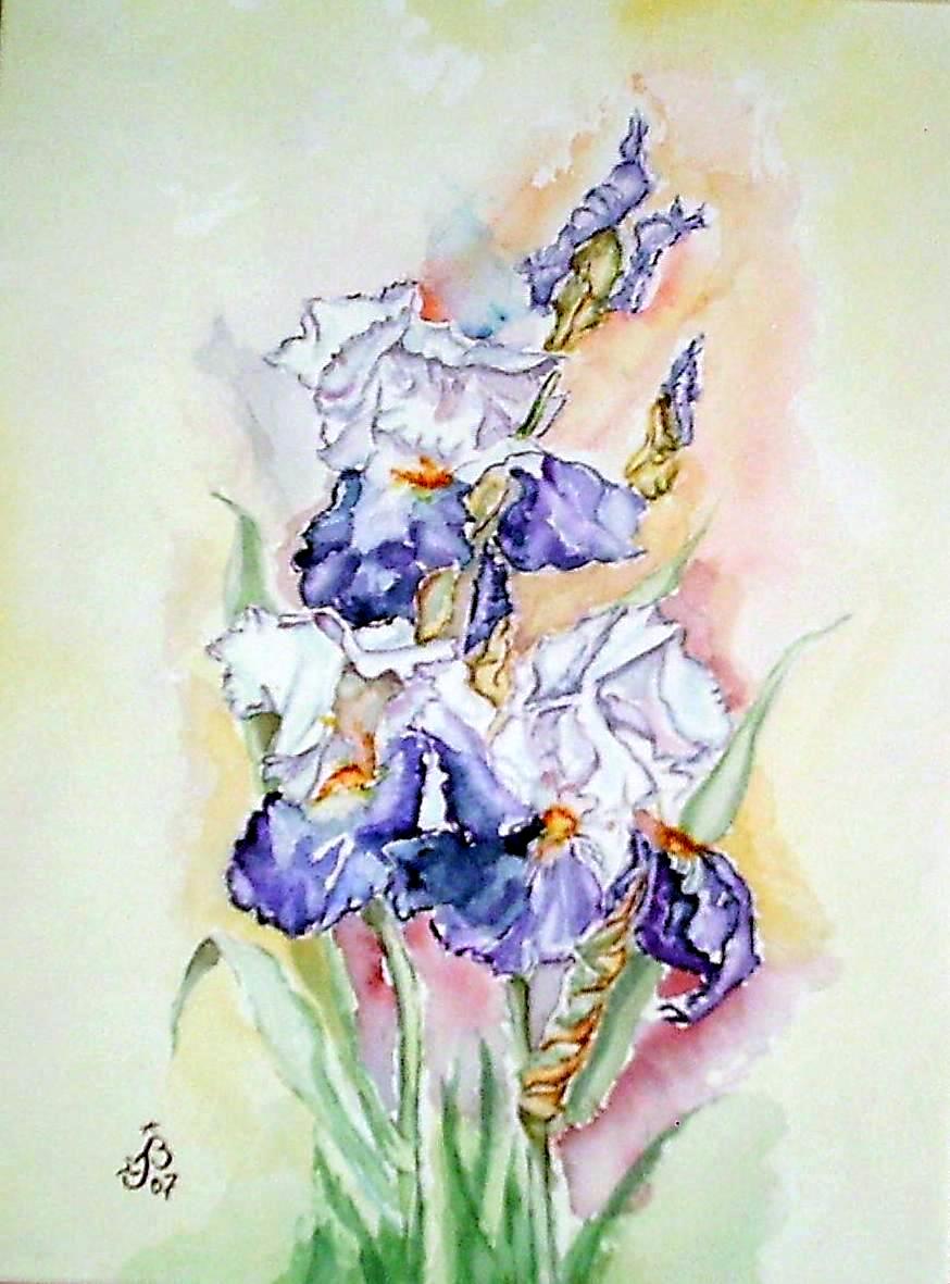 Iris violet